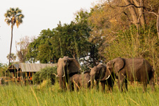 Botswana-Okavango Delta-Okavango Big Five Safari